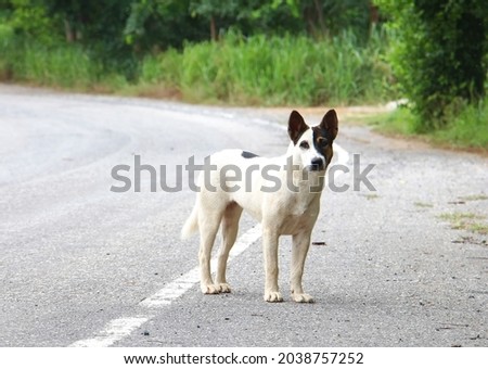 white stray dog standing on the side of the road, stray dog, dog