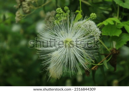 white stringy calliandra flower crown