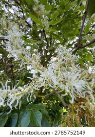 White stringy tree blossom looking upward detail
