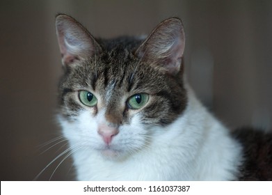 White and striped cat sitting on gray background