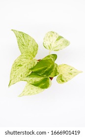 White Striped On Green Leaves Of Golden Pothos Or Devil's Ivy Isolated On White Background
