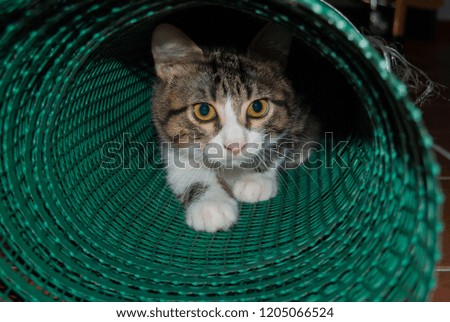 A white and striped young cat while he is playing into a tunnel