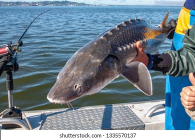 White Sturgeon Fishing Catch And Release