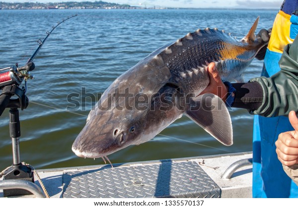 White sturgeon fishing\
catch and release
