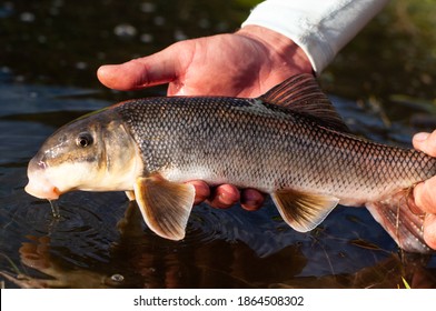 A white sucker fish caught while fly fishing 