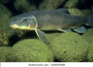 White Sucker Underwater In The St. Lawrence River