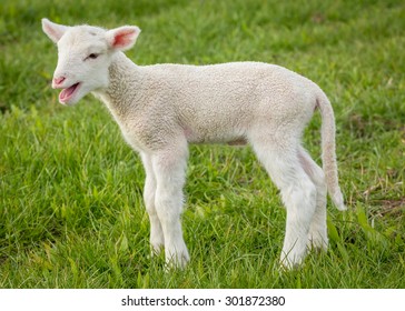 Lamb Bleating High Res Stock Images Shutterstock