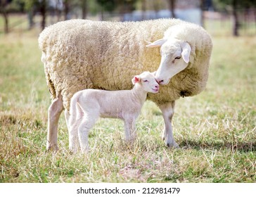 A White Suffolk Sheep With A Lamb