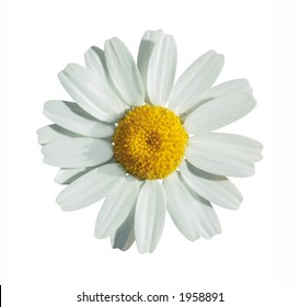 White summer flower isolated on white with clipping path - Shutterstock ID 1958891