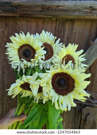 White sunflowers against rustic barn door