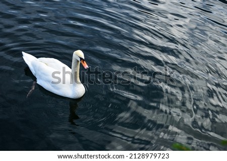 Swan approaching. Pure elegance! In the background, swans and seagulls stand on the still partially frozen lake.