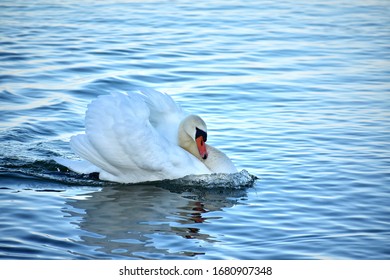 white swan in the baltic sea in gdynia poland 