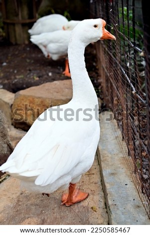 white swan is beautiful in mini zoo