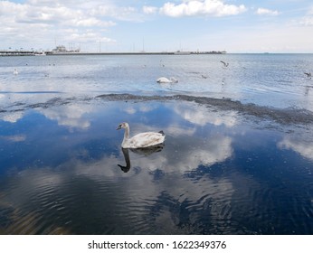 White, Swan, Bird, Lake, Nature, Blue, Wild, Animal, Wildlife, Beautiful, Beauty, Scene, Graceful, Swans, Hooper, Heart, Water, Whooping Swan, Swan Lake, Cloud, Swimming, Living, Waterfowl, Natural, S