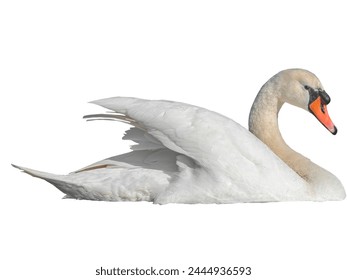 white swan bird little stock overlay flying toward spread its wings and feathers on white background.