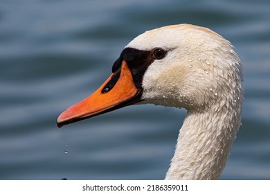 White swan bird on the lake. Swans in the water. Water life and wildlife. Nature photography. Birds flying and swims.