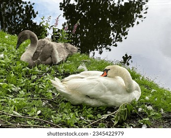 White swan and brown swan child resting on the gras in front of water  - Powered by Shutterstock