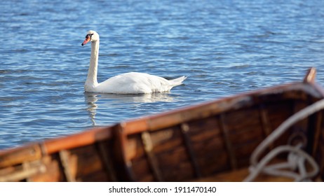 White Swan In A Clear Blue Water Close-up. A View From The Wooden Fishing Boat. Symbol Of Love And Peace. Jura Island, Inner Hebrides, Scotland, UK. Nature, Bird Watching, Birds, Ornithology