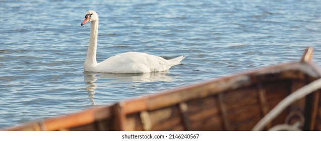 White Swan In A Clear Blue Water Close-up. A View From The Wooden Fishing Boat. Symbol Of Love And Peace. Jura Island, Inner Hebrides, Scotland, UK