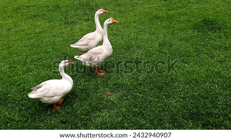 The White Swan (Cygnus olor) is a species of large bird, found in Eurasia, a member of the duck, swan and teal family, Anatidae. The White Swan is a protected species