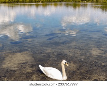 White swan Cygnus olor swims near the coast. A flock of catfish Silurus glanis swim in shallow water in a pond. Blue water reflects green trees and white clouds - Powered by Shutterstock