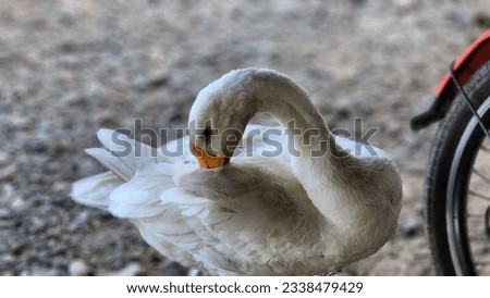 white swan duck close up. Genera coscoroba close up, portrait of a white swan duck during the day in the village of Masolo Pinrang, Indonesia