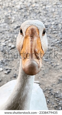 white swan duck close up. Genera coscoroba close up, portrait of a white swan duck during the day in the village of Masolo Pinrang, Indonesia