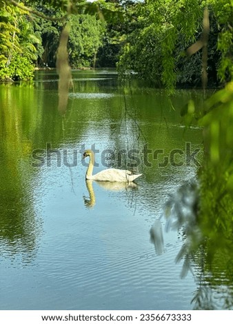 White Swan Duck Swimming in The Middle of The Lake Surrounded by Trees