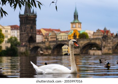 White swan and ducks swimming on the Moldau river in front of the old Charles Bridge of Prague.