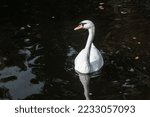 White swan, elegant large waterbird with a long flexible neck on dark pond water with reflection and fallen leaves