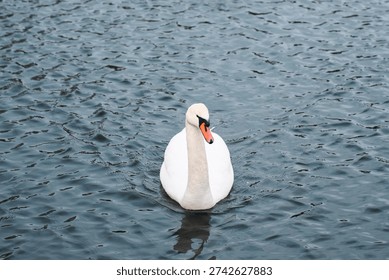 White Swan Facing the Camera While Swimming on Rippling Water Surface with Clear Reflection in Serene Natural Scene