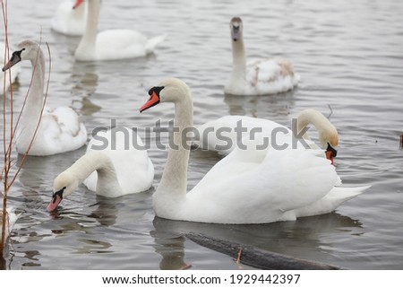 White swan flock in spring water. Swans in water. White swans. Beautiful white swans floating on the water. swans in search of food. selective focus.
