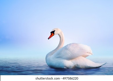 Белый лебедь в туманном озере на рассвете. Утренние огни. Романтический фон. Прекрасный лебедь. Лебедь. Романтика белого лебедя с чистым красивым пейзажем.