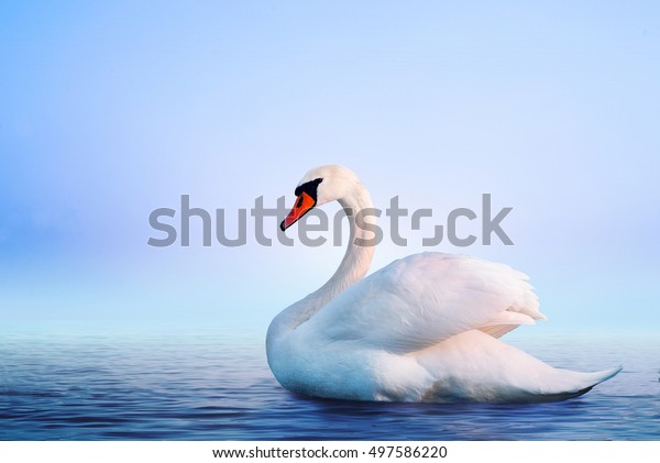 夜明けに霧の深い湖に白鳥がいた 朝の光 ロマンチックな背景 美しい白鳥 シグヌス 白い白鳥のロマンスと美しい風景 の写真素材 今すぐ編集