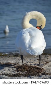 White Swan Full Body From The Backside Neck Curved Head In The Feathers To The Right Hiding Head Cleaning Feathers Dizzy Backgrounf Sea And Beach And Birds