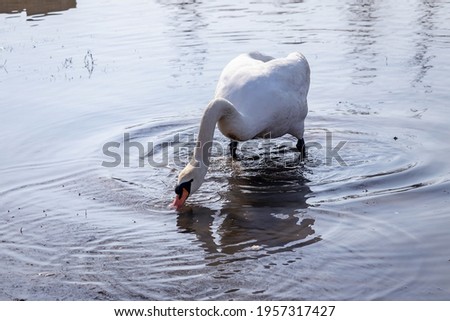 White swan gathers food underwater near the river