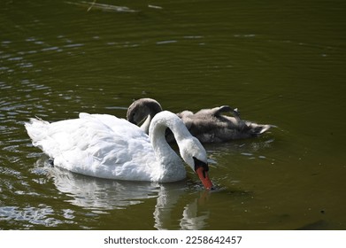 a white swan and a gray swan swim by the lake shore - Shutterstock ID 2258642457