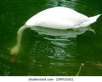 White Swan With Head And Neck Below Green Transparent Water