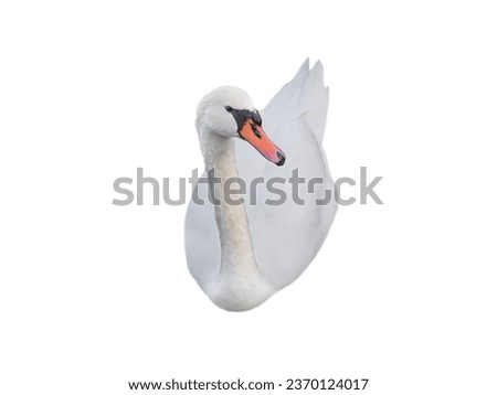 white swan isolated on a white background