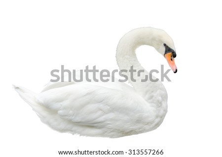 white swan, isolated on white background
