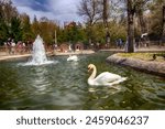 White Swan in Kugulu (Swan) Park Ankara, Turkey. Kugulu Park is a popular place to enjoy the day. Capital city of Turkey. Popular best destination of Altindag, Cankaya, Kavaklidere, Ulus, Ankara. 