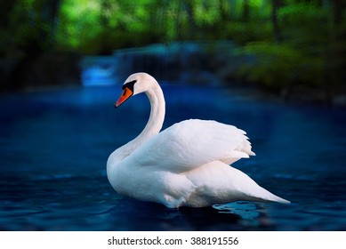 White swan in the lake with beautiful landscape of forest and waterfall on the background - Powered by Shutterstock