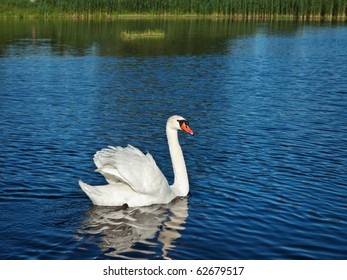 White Swan At Lake Blue Water