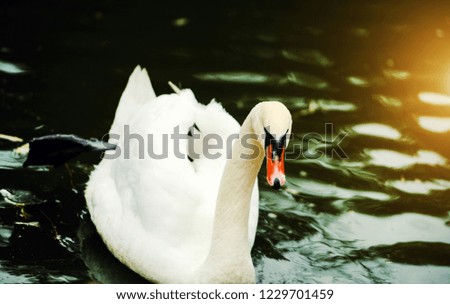 Similar – surfers Green Swan Waves