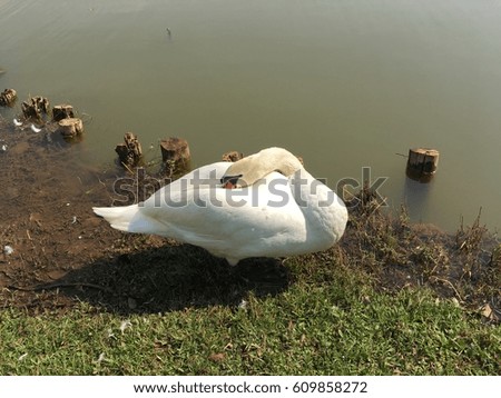 White swan next to the lake