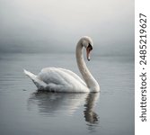 The White Swan, often referring to the Mute Swan (Cygnus olor), is a large and graceful waterfowl known for its pure white plumage and distinctive orange bill with a black 