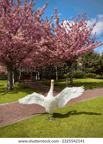 White swan on the background of cherry blossoms