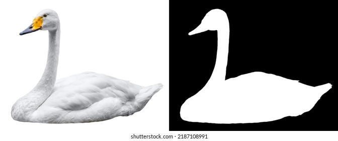 White swan on white background. Masked included on image. - Shutterstock ID 2187108991