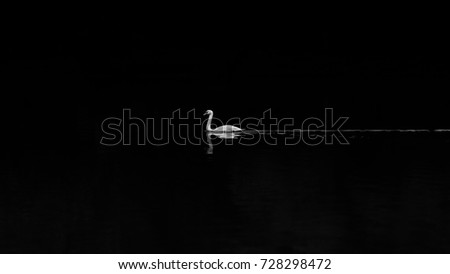 Similar – Great crested grebe swimming on a lake