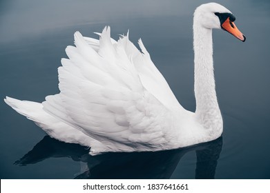 White Swan on blue lake, side view very close-up
